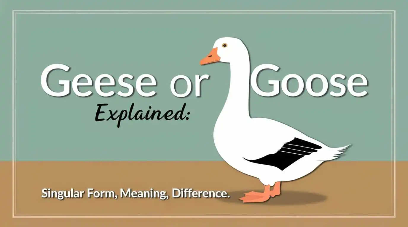 Geese or Goose