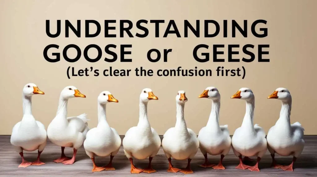 Understanding-Goose-or-Geese- (Let’s-Clear-the-Confusion-First)